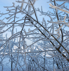 winter branches
