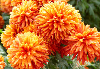 Red-yellow orange chrysanthemums.