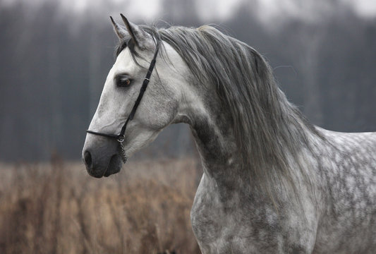 Grey stallion on field
