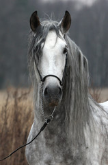 Grey stallion portrait