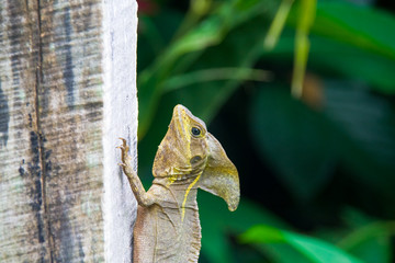 basilisk close-up