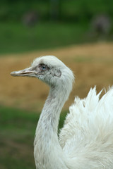 Close up of a white Rhea