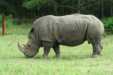 White Rhinoceros on the savannah