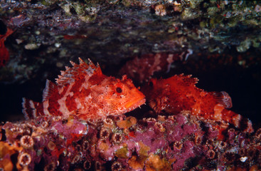 poisson el hierro