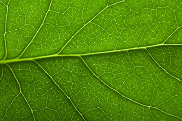 macro of fresh leaf background