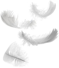 four white feathers