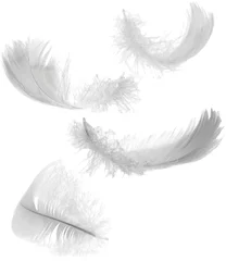 Foto auf Acrylglas Hähnchen vier weiße Federn