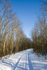 Obraz premium winter wood