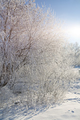 Group of bushes and trees covered with hoar frost