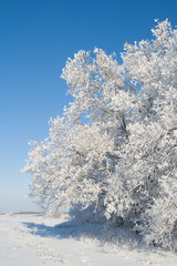 Edge of oak groove covered with snow