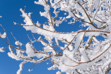 Twigs covered with thick layer of hoarfrost