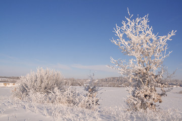 Lonely bush covered with snow – winter landscape