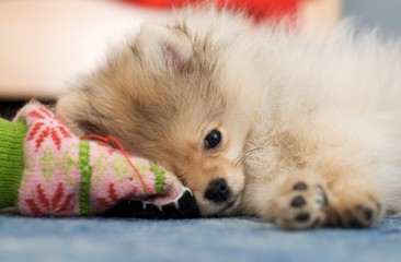 Pomeranian spitz puppy