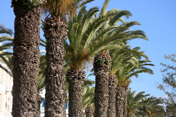 Fototapeta premium allée de palmiers