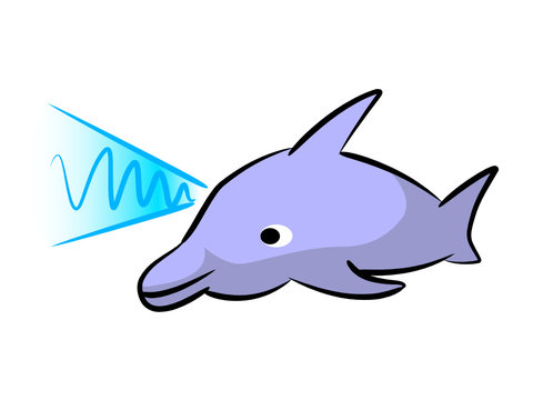 dolphin with sound waves