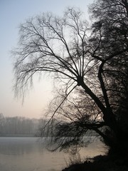 tree am lake in winter