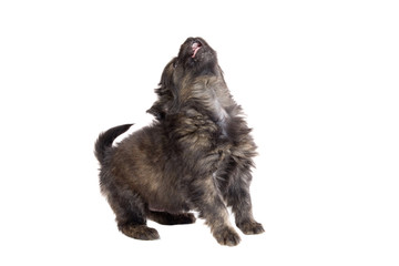 Cute puppy dog brown