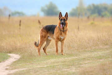 My German Shepherd