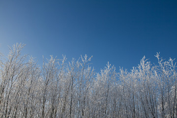 tree tops covered in snow on a blue sky