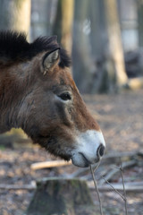 Przewalski-Pferd