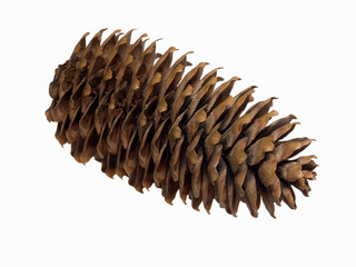 Cone