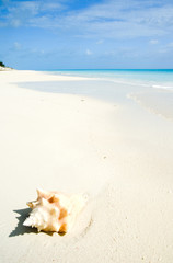 Conch shell on caribbean beach