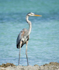 blue heron near the caribbean sea in Cayo Largo. Cuba