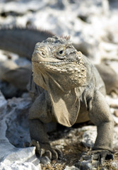iguana in Cayo Largo. Cuba