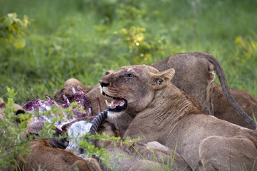 Lion family eating their prey