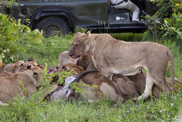 Lion family eating their prey