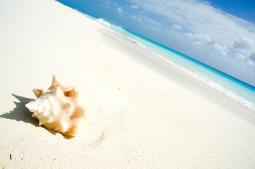 Fototapeta na wymiar Conch shell on caribbean beach