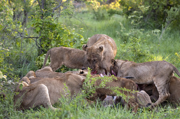 Fototapeta na wymiar Lion family eating their prey