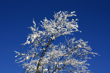 Winterbaum