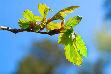 Fresh leaves in forest