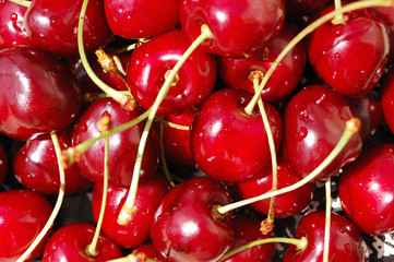 Wet wild cherries closeup