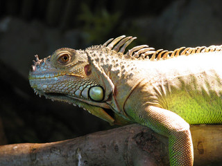 iguana lizard