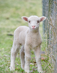 Naklejka na ściany i meble cute baby lamb