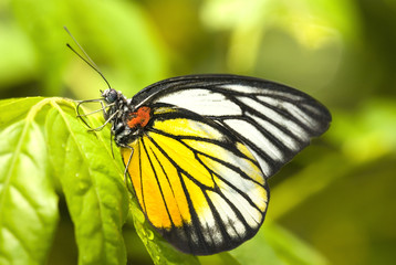 butterfly with green background