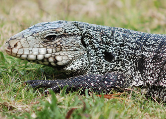 Lagarto overo (Tupinambis merianae)