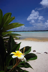 Tiare on a white sand beach background, Tahiti, Polynesia