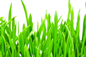 Fototapeta premium Fresh green grass