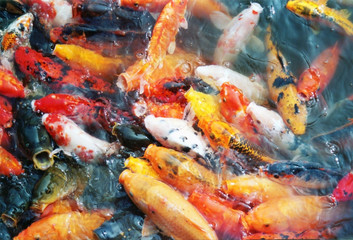 Obraz na płótnie Canvas Colorful Chinese fishes