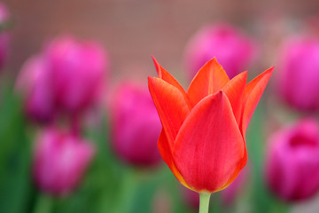 Obraz premium Blumenpracht