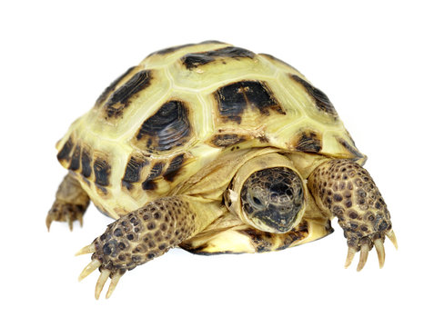 Photo of turtle on a white background