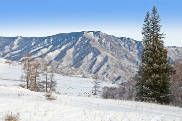 Fototapeta na wymiar Peak of mountain and fur-tree. Winter in Altay.