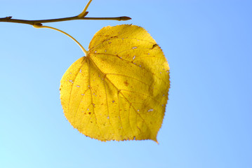 Autumn leaf on a blue sky.