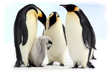 Stickers pour porte Pingouin Antarctique, manchots empereurs
