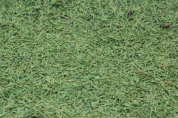 Needles of a fur-tree, needle