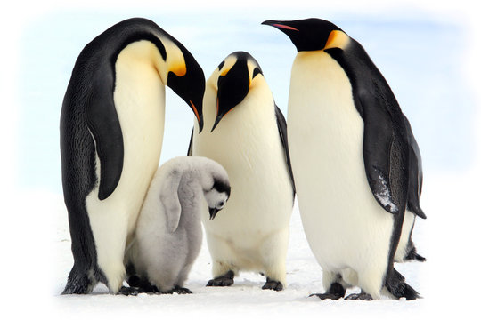 Antarctique, manchots empereurs