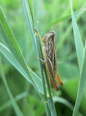 cavalletta